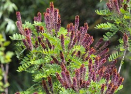 amorpha fruticosa 3, saxifraga-bart vastenhouw